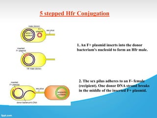 5 stepped Hfr Conjugation
1. An F+ plasmid inserts into the donor
bacterium's nucleoid to form an Hfr male.
2. The sex pilus adheres to an F- female
(recipient). One donor DNA strand breaks
in the middle of the inserted F+ plasmid.
 