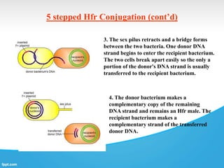 5 stepped Hfr Conjugation (cont’d)
3. The sex pilus retracts and a bridge forms
between the two bacteria. One donor DNA
strand begins to enter the recipient bacterium.
The two cells break apart easily so the only a
portion of the donor's DNA strand is usually
transferred to the recipient bacterium.
4. The donor bacterium makes a
complementary copy of the remaining
DNA strand and remains an Hfr male. The
recipient bacterium makes a
complementary strand of the transferred
donor DNA.
 
