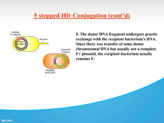 5 stepped Hfr Conjugation (cont’d)
5. The donor DNA fragment undergoes genetic
exchange with the recipient bacterium's DNA.
Since there was transfer of some donor
chromosomal DNA but usually not a complete
F+ plasmid, the recipient bacterium usually
remains F-
 