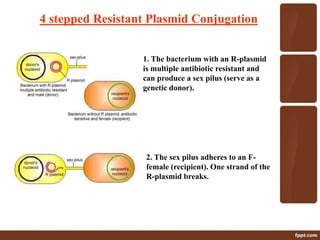 4 stepped Resistant Plasmid Conjugation
1. The bacterium with an R-plasmid
is multiple antibiotic resistant and
can produce a sex pilus (serve as a
genetic donor).
2. The sex pilus adheres to an F-
female (recipient). One strand of the
R-plasmid breaks.
 