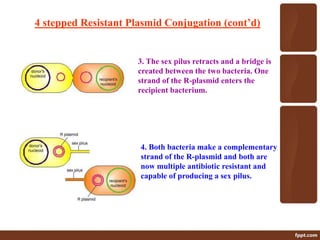 4 stepped Resistant Plasmid Conjugation (cont’d)
3. The sex pilus retracts and a bridge is
created between the two bacteria. One
strand of the R-plasmid enters the
recipient bacterium.
4. Both bacteria make a complementary
strand of the R-plasmid and both are
now multiple antibiotic resistant and
capable of producing a sex pilus.
 