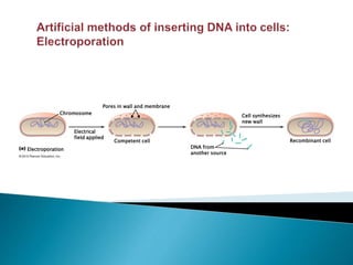 Chromosome
Electroporation
Pores in wall and membrane
Competent cell
Electrical
field applied
DNA from
another source
Cell synthesizes
new wall
Recombinant cell
 