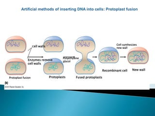 Cell walls
Protoplast fusion
Polyethylene
glycol
Protoplasts
Enzymes remove
cell walls
Fused protoplasts
Recombinant cell New wall
Cell synthesizes
new wall
 