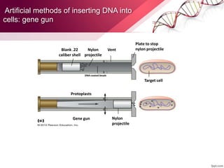 Artificial methods of inserting DNA into
cells: gene gun
Gene gun
Protoplasts
Nylon
projectile
Nylon
projectile
Blank .22
caliber shell
DNA-coated beads
Vent
Target cell
Plate to stop
nylon projectile
 