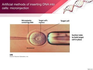 Artificial methods of inserting DNA into
cells: microinjection
Microinjection
Target cell
Suction tube
to hold target
cell in place
Target cell’s
nucleus
Micropipette
containing DNA
 