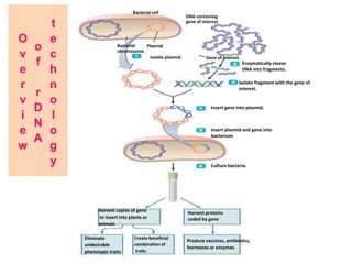 O
v
e
r
v
i
e
w
o
f
r
D
N
A
t
e
c
h
n
o
l
o
g
y
Bacterial cell
Bacterial
chromosome
Plasmid
Gene of interest
DNA containing
gene of interest
Isolate plasmid.
Enzymatically cleave
DNA into fragments.
Isolate fragment with the gene of
interest.
Insert gene into plasmid.
Insert plasmid and gene into
bacterium.
Culture bacteria.
Harvest copies of gene
to insert into plants or
animals
Harvest proteins
coded by gene
Eliminate
undesirable
phenotypic traits
Produce vaccines, antibiotics,
hormones or enzymes
Create beneficial
combination of
traits
 