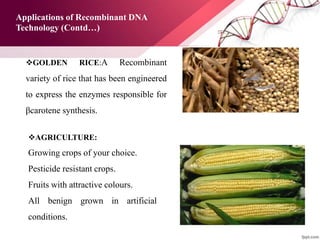 GOLDEN RICE:A Recombinant
variety of rice that has been engineered
to express the enzymes responsible for
βcarotene synthesis.
AGRICULTURE:
Growing crops of your choice.
Pesticide resistant crops.
Fruits with attractive colours.
All benign grown in artificial
conditions.
Applications of Recombinant DNA
Technology (Contd…)
 