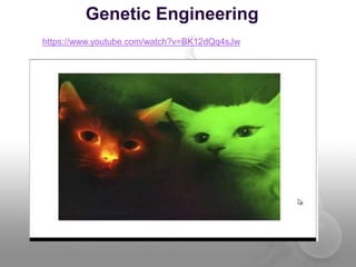 Genetic Engineering
https://www.youtube.com/watch?v=BK12dQq4sJw
 
