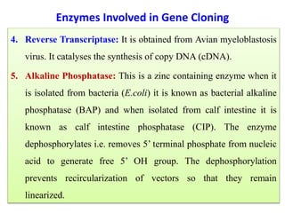 4. Reverse Transcriptase: It is obtained from Avian myeloblastosis
virus. It catalyses the synthesis of copy DNA (cDNA).
5. Alkaline Phosphatase: This is a zinc containing enzyme when it
is isolated from bacteria (E.coli) it is known as bacterial alkaline
phosphatase (BAP) and when isolated from calf intestine it is
known as calf intestine phosphatase (CIP). The enzyme
dephosphorylates i.e. removes 5’ terminal phosphate from nucleic
acid to generate free 5’ OH group. The dephosphorylation
prevents recircularization of vectors so that they remain
linearized.
Enzymes Involved in Gene Cloning
 