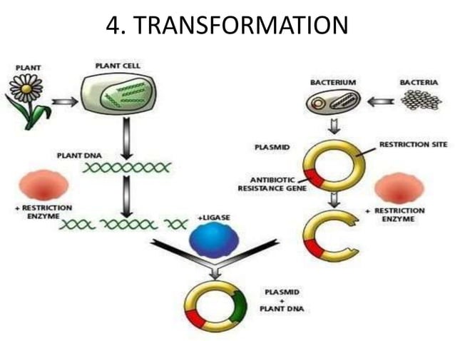 Plant Genetic engineering ,Basic steps ,Advantages and disadvantages ...