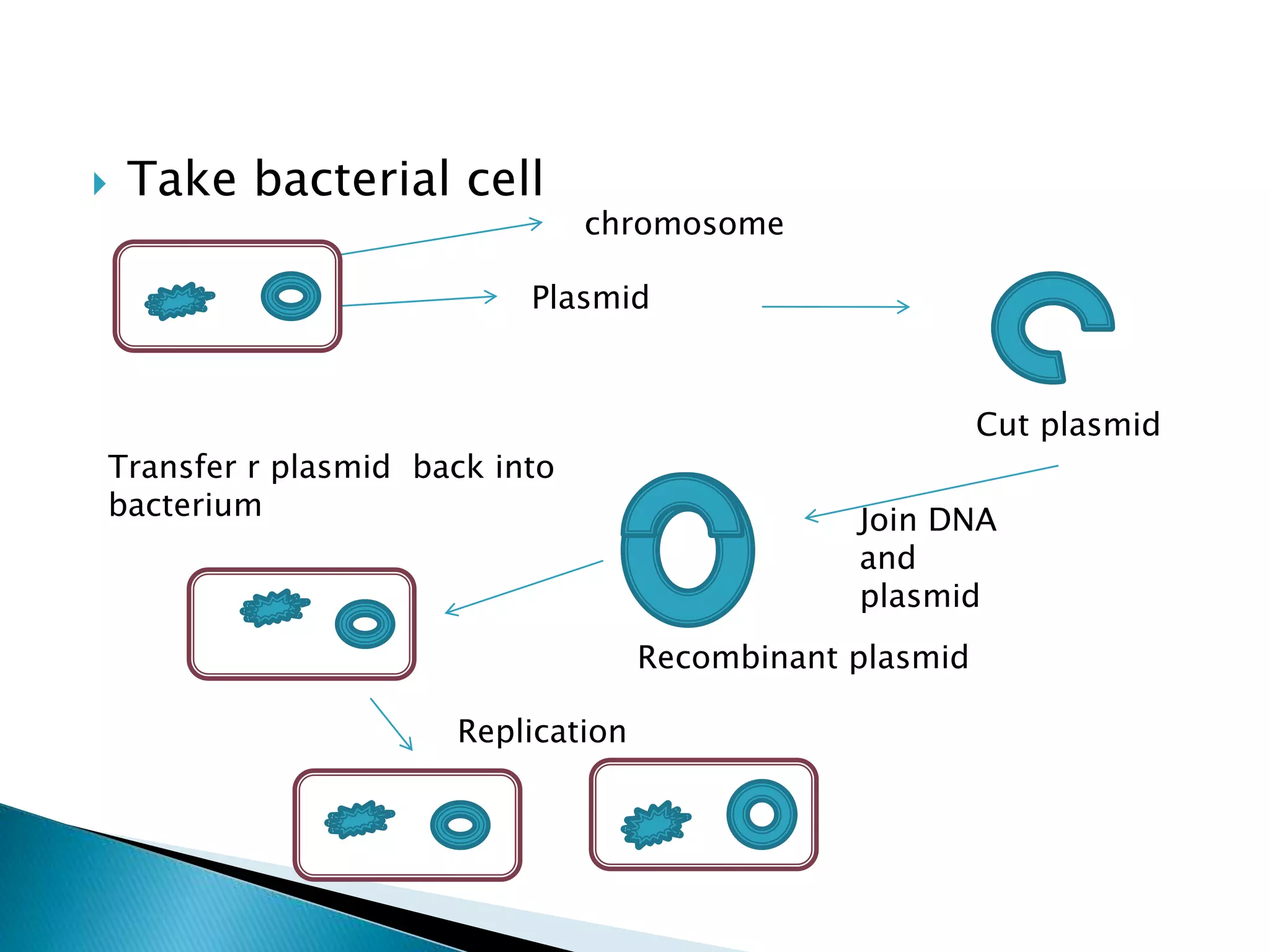  Take bacterial cell
chromosome
Plasmid
Cut plasmid
Join DNA
and
plasmid
Recombinant plasmid
Transfer r plasmid back into
bacterium
Replication
 
