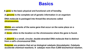 Basics
A gene is the basic physical and functional unit of heredity.
A genome is the complete set of genetic information in an organism
DNA molecule is packaged into thread-like structures called
chromosomes.
A plasmid is a small, circular, double-stranded DNA molecule that is distinct
from a cell's chromosomal DNA.
Enzymes are proteins that act as biological catalysts (biocatalysts). Catalysts
accelerate chemical reactions. It catalyze more than 5,000 biochemical reaction.
Alleles are variants of the same gene that occur on the same place on a
chromosome
A locus refers to the location on the chromosome where the gene is found.
 