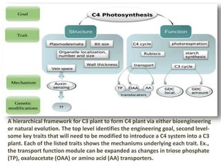 A hierarchical framework for C3 plant to form C4 plant via either bioengineering
or natural evolution. The top level identifies the engineering goal, second level-
some key traits that will need to be modified to introduce a C4 system into a C3
plant. Each of the listed traits shows the mechanisms underlying each trait. Ex.,
the transport function module can be expanded as changes in triose phosphate
(TP), oxaloacetate (OAA) or amino acid (AA) transporters.
 