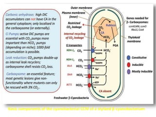 Basic components of the cyanobacterial CCM of a stylized β-cyanobacterium
 