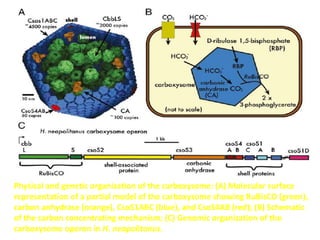 Physical and genetic organization of the carboxysome: (A) Molecular surface
representation of a partial model of the carboxysome showing RuBisCO (green),
carbon anhydrase (orange), CsoS1ABC (blue), and CsoS4AB (red); (B) Schematic
of the carbon concentrating mechanism; (C) Genomic organization of the
carboxysome operon in H. neapolitanus.
 