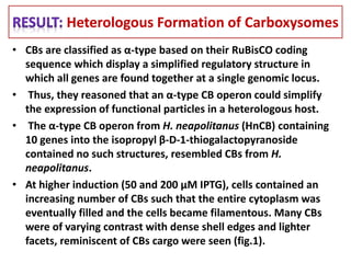 • CBs are classified as α-type based on their RuBisCO coding
sequence which display a simplified regulatory structure in
which all genes are found together at a single genomic locus.
• Thus, they reasoned that an α-type CB operon could simplify
the expression of functional particles in a heterologous host.
• The α-type CB operon from H. neapolitanus (HnCB) containing
10 genes into the isopropyl β-D-1-thiogalactopyranoside
contained no such structures, resembled CBs from H.
neapolitanus.
• At higher induction (50 and 200 μM IPTG), cells contained an
increasing number of CBs such that the entire cytoplasm was
eventually filled and the cells became filamentous. Many CBs
were of varying contrast with dense shell edges and lighter
facets, reminiscent of CBs cargo were seen (fig.1).
Heterologous Formation of Carboxysomes
 