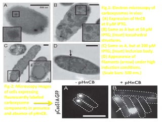 Fig-2: Microscopy images
of cells expressing
fluorescently labeled
carboxysome
components in presence
and absence of pHnCB.
Fig.1: Electron microscopy of
carboxysomes in vivo:
(A) Expression of HnCB
at 0 μM IPTG.
(B) Same as A but at 50 μM
IPTG; (Inset) Icosahedral
structures.
(C) Same as A, but at 200 μM
IPTG; (Inset) Inclusion body.
(D) Appearance of
filaments (arrow) under high
induction conditions.
(Scale bars: 500 nm.)
 