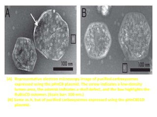 (A) Representative electron microscopy image of purified carboxysomes
expressed using the pHnCB plasmid. The arrow indicates a low-density
lumen area, the asterisk indicates a shell defect, and the box highlights the
RuBisCO octomer. (Scale bar: 100 nm.)
(B) Same as A, but of purified carboxysomes expressed using the pHnCBS1D
plasmid.
 