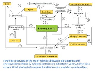 Schematic overview of the major relations between leaf anatomy and
photosynthetic efficiency. Anatomical traits are indicated in yellow, Continuous
arrows-direct biophysical relations & dotted arrows-regulatory relationships.
 