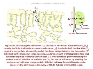 Fig:Factors influencing the delivery of CO2 to Rubisco. The flux of atmospheric CO2 (Ca)
into the leaf is limited by the stomatal conductance (gs). Inside the leaf, the flux B/W CO2
inside the intercellular airspace (Ci) and at the site of carboxylation in the chloroplast (Cc)
is limited by the mesophyll conductance (gm). A large amount of chloroplast surface that
is directly exposed to intercellular airspace (Sc) would increase gm by increasing the
surface area for diffusion. In addition, the CO2 flux can be enhanced by lowering the
resistance of individual components in diffusion pathway. Potential targets can be
engineered to gain increased delivery of CO2 to Rubisco are indicated in red.
 