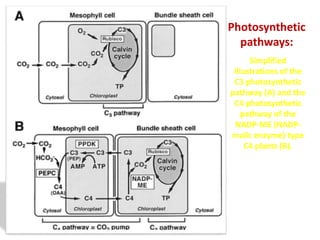 Simplified
illustrations of the
C3 photosynthetic
pathway (A) and the
C4 photosynthetic
pathway of the
NADP-ME (NADP-
malic enzyme) type
C4 plants (B).
Photosynthetic
pathways:
 