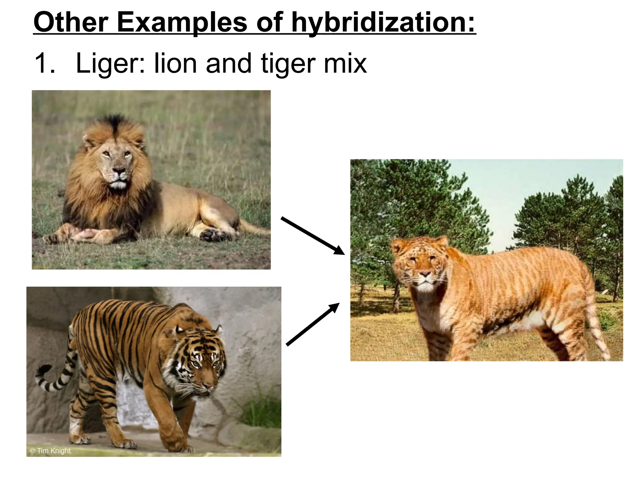 Other Examples of hybridization:
1. Liger: lion and tiger mix
 