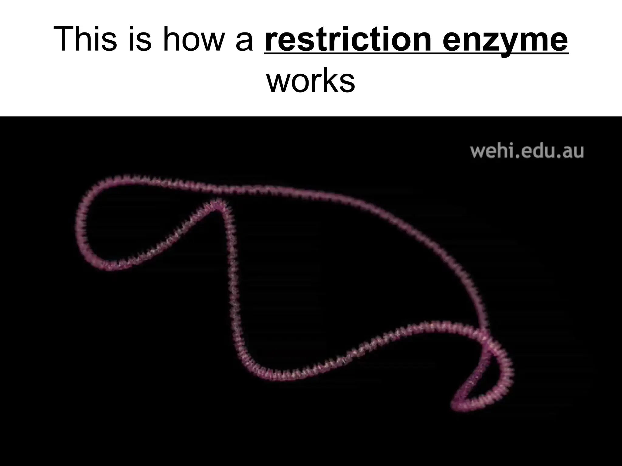 This is how a restriction enzyme
works
 