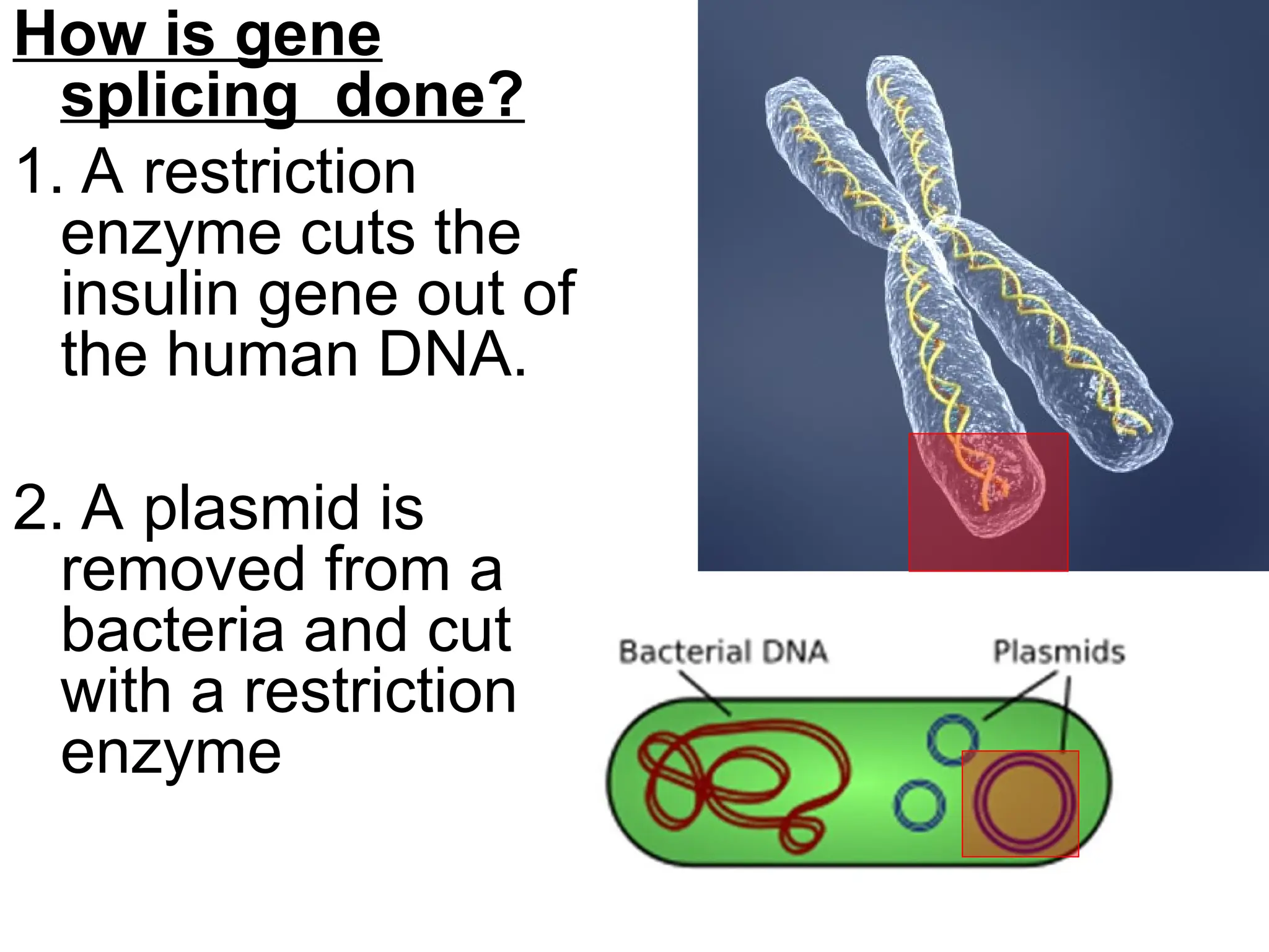 How is gene
splicing done?
1. A restriction
enzyme cuts the
insulin gene out of
the human DNA.
2. A plasmid is
removed from a
bacteria and cut
with a restriction
enzyme
 