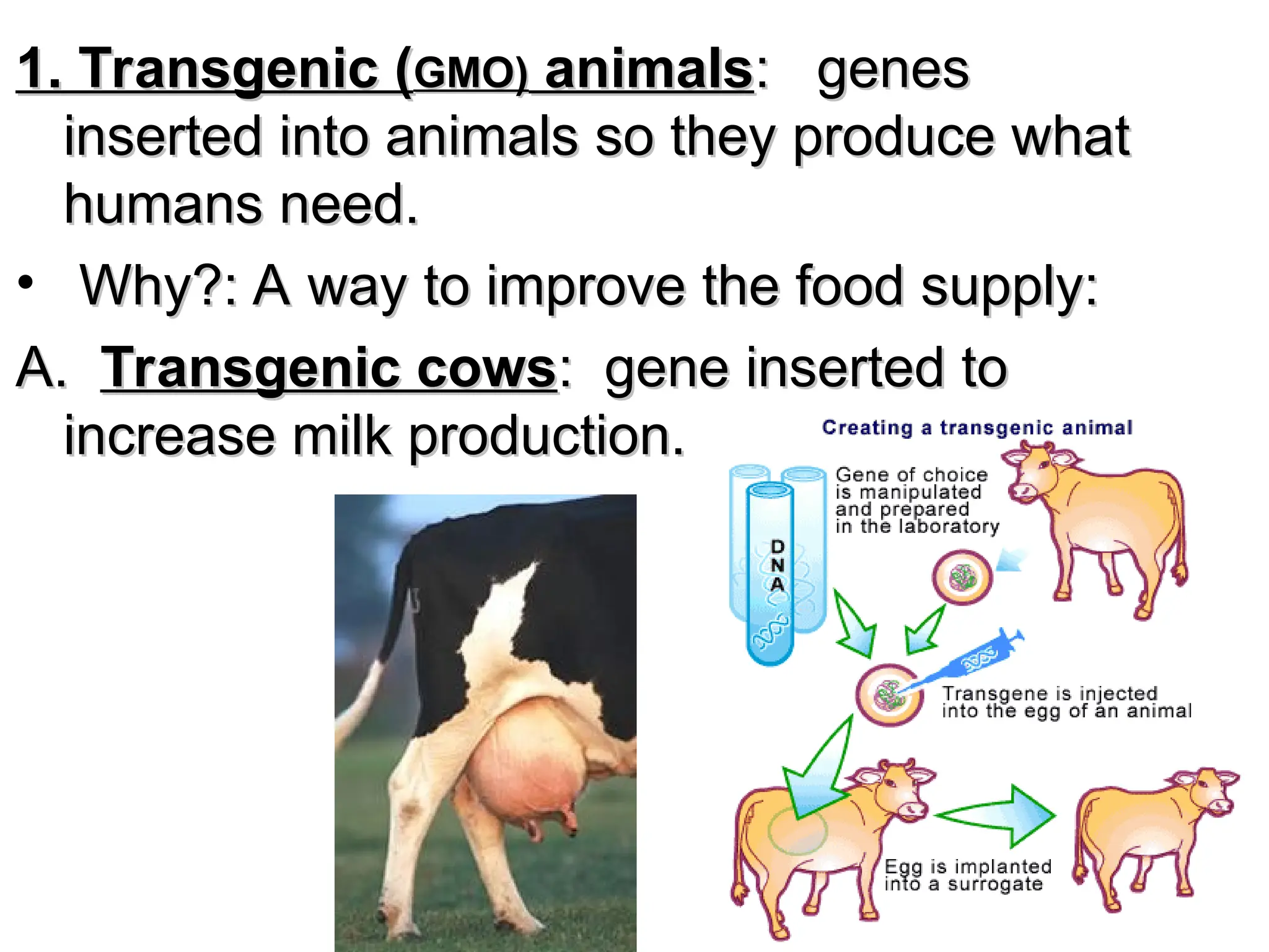1. Transgenic (
1. Transgenic (GMO)
GMO) animals
animals: genes
: genes
inserted into animals so they produce what
inserted into animals so they produce what
humans need.
humans need.
• Why?: A way to improve the food supply:
Why?: A way to improve the food supply:
A.
A. Transgenic cows
Transgenic cows: gene inserted to
: gene inserted to
increase milk production.
increase milk production.
 