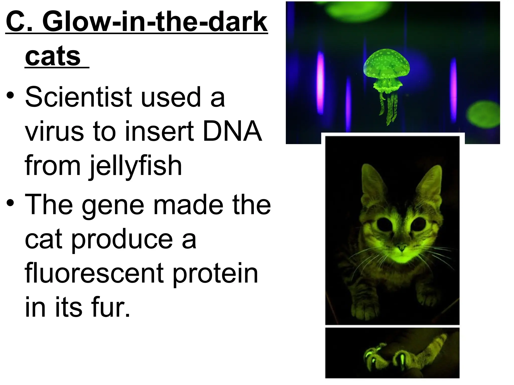 C. Glow-in-the-dark
cats
• Scientist used a
virus to insert DNA
from jellyfish
• The gene made the
cat produce a
fluorescent protein
in its fur.
 