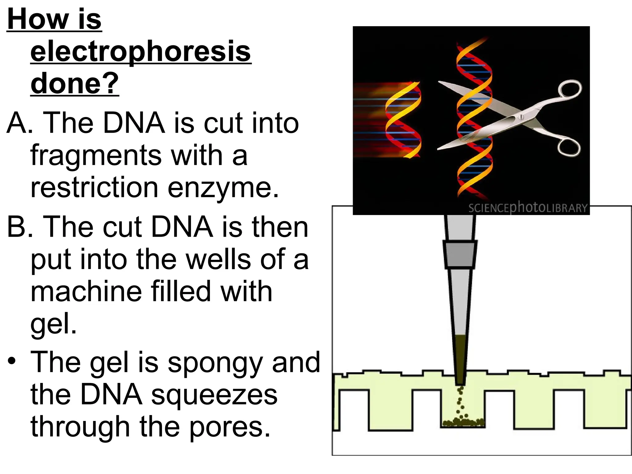 How is
electrophoresis
done?
A. The DNA is cut into
fragments with a
restriction enzyme.
B. The cut DNA is then
put into the wells of a
machine filled with
gel.
• The gel is spongy and
the DNA squeezes
through the pores.
 