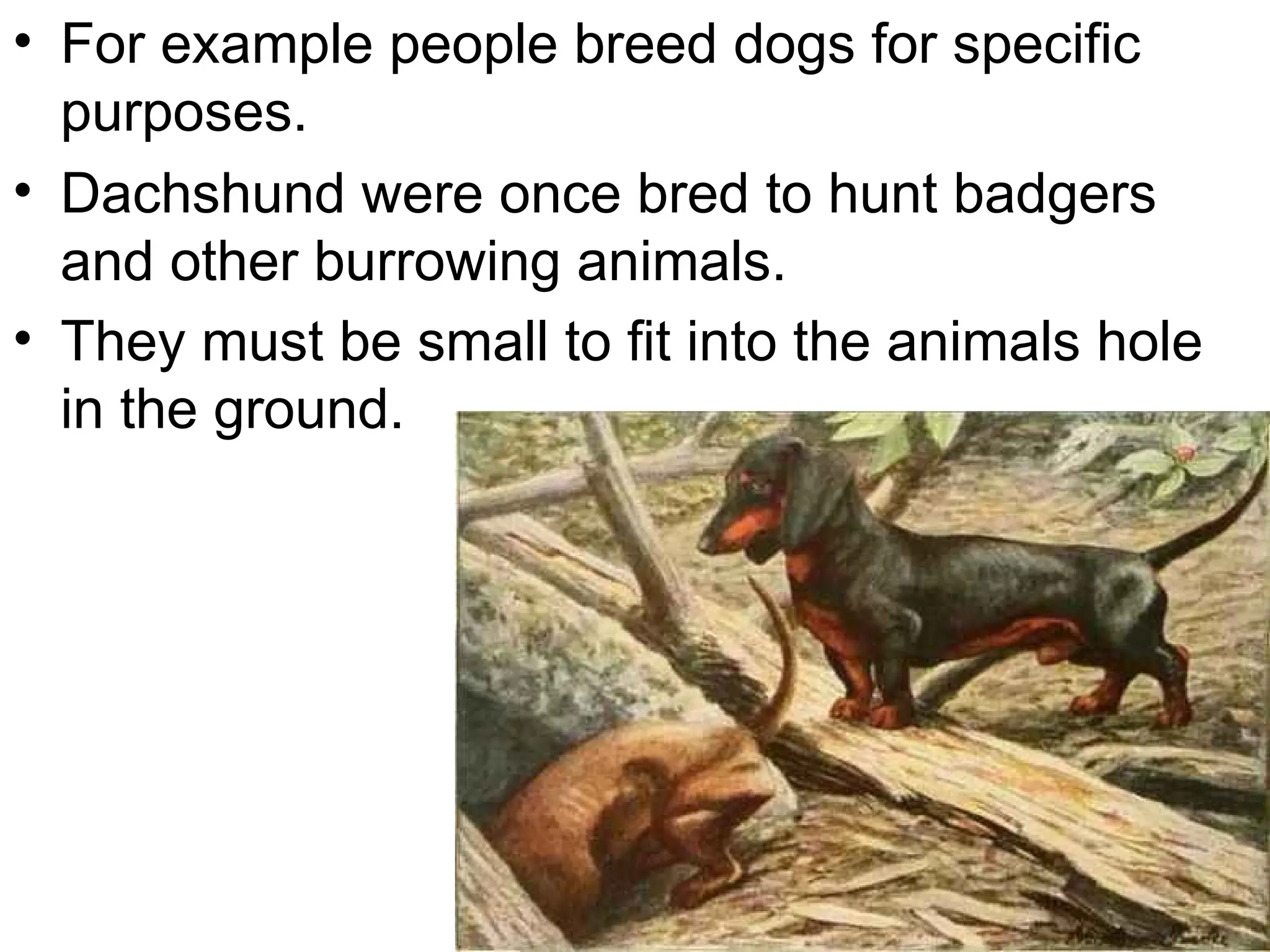 • For example people breed dogs for specific
purposes.
• Dachshund were once bred to hunt badgers
and other burrowing animals.
• They must be small to fit into the animals hole
in the ground.
 