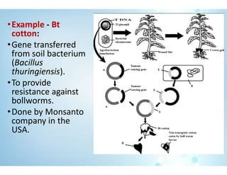 •Example - Bt
cotton:
•Gene transferred
from soil bacterium
(Bacillus
thuringiensis).
•To provide
resistance against
bollworms.
•Done by Monsanto
company in the
USA.
 