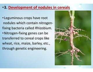 •3. Development of nodules in cereals
•Leguminous crops have root
nodules which contain nitrogen-
fixing bacteria called Rhizobium.
•Nitrogen-fixing genes can be
transferred to cereal crops like
wheat, rice, maize, barley, etc.,
through genetic engineering.
 