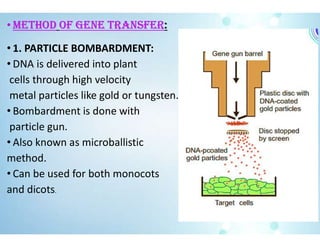 • METhOD Of GENE TRANSfER:
• 1. PARTICLE BOMBARDMENT:
• DNA is delivered into plant
cells through high velocity
metal particles like gold or tungsten.
• Bombardment is done with
particle gun.
• Also known as microballistic
method.
• Can be used for both monocots
and dicots.
 