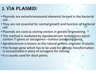 2. vIA PLASMID:
• Plasmids are extrachromosomal elements formed in the bacterial
cell.
• They are not essential for normal growth and function of bacterial
cell.
• Plasmids are used as cloning vectors in genetic engineering.
• This method is mediated by Agrobacterium tumefaciens which
contain Ti genes or oncogenes—tumour producing genes.
• Agrobacterium is known as the natural genetic engineer of plants.
• The foreign gene which has to be used for genetic transformation
is incorporated in place of oncogene for cloning.
• It is usually used for dicot plants.
 
