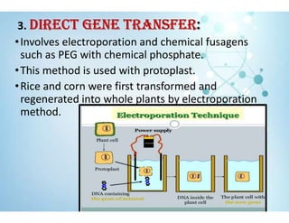 3. DIRECT GENE TRANSfER:
•Involves electroporation and chemical fusagens
such as PEG with chemical phosphate.
•This method is used with protoplast.
•Rice and corn were first transformed and
regenerated into whole plants by electroporation
method.
 