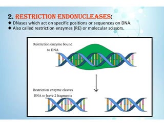 2. RESTRICTION ENDONUCLEASES:
◆ DNases which act on specific positions or sequences on DNA.
◆ Also called restriction enzymes (RE) or molecular scissors.
 