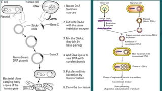 Genetic Engineering General introduction) -Biotechnology | PDF