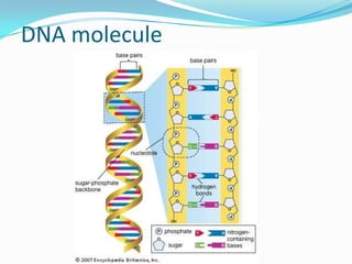 DNA molecule
 