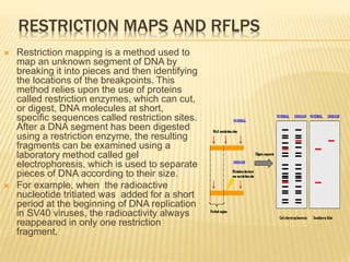 RESTRICTION MAPS AND RFLPS
 Restriction map often allows researchers to correlate the
genetic map and physical map of chr...