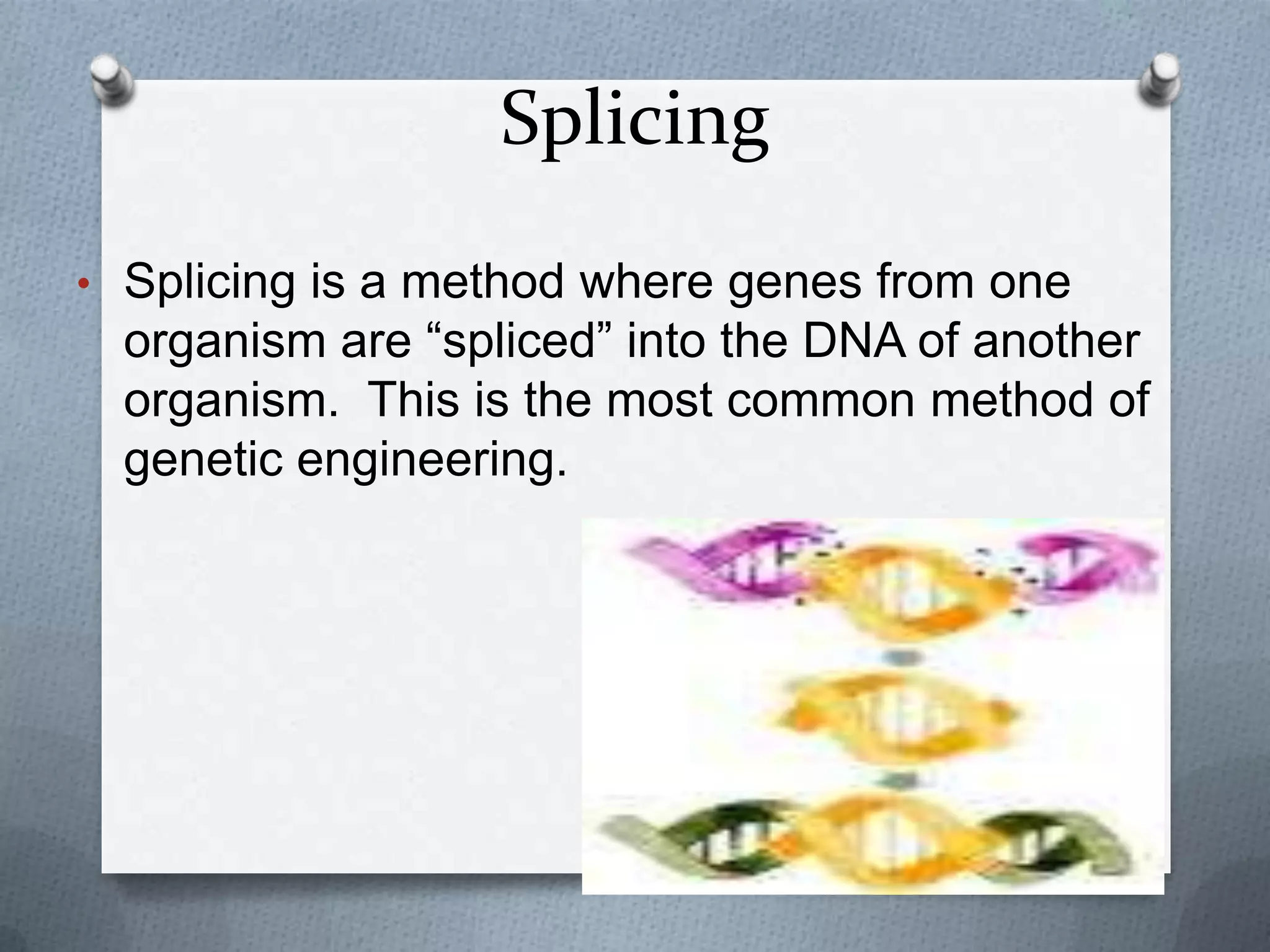Splicing
• Splicing is a method where genes from one
  organism are “spliced” into the DNA of another
  organism. This is the most common method of
  genetic engineering.
 
