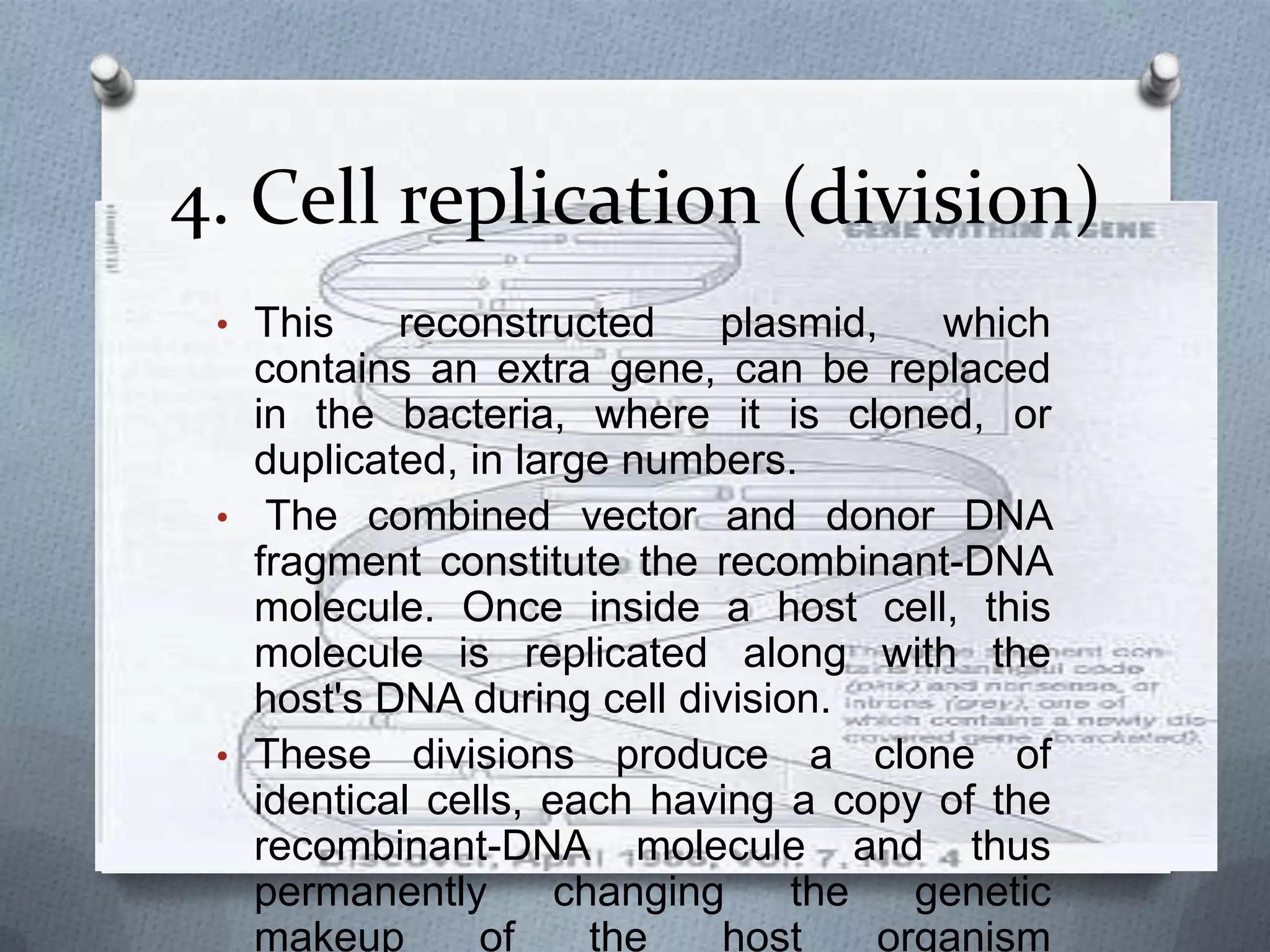 4. Cell replication (division)
 • This    reconstructed     plasmid,   which
   contains an extra gene, can be replaced
   in the bacteria, where it is cloned, or
   duplicated, in large numbers.
 • The combined vector and donor DNA
   fragment constitute the recombinant-DNA
   molecule. Once inside a host cell, this
   molecule is replicated along with the
   host's DNA during cell division.
 • These divisions produce a clone of
   identical cells, each having a copy of the
   recombinant-DNA molecule and thus
   permanently       changing    the   genetic
   makeup       of     the   host    organism
 