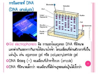 การวิเคราะห์ DNA
(DNA analysis)
 