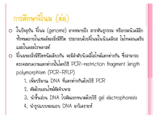 o ในปัจจุบัน จีโนม (genome) อาจหมายถึง สารพันธุกรรม หรือกรดนิวคลีอิก
ทั้งหมดภายในเซลล์ของสิ่งมีชีวิต ประกอบด้วยจีโนมในนิวเคลียส ไมโทคอนเดรีย
และในคลอโรพลาสต์
o จีโนมของสิ่งมีชีวิตชนิดเดียวกัน จะมีลาดับนิวคลีโอไทด์แตกต่างกัน ซึ่งสามารถ
ตรวจสอบความแตกต่างนั้นโดยวิธี PCR-restriction fragment length
polymorphism (PCR-RFLP)
1. เพิ่มปริมาณ DNA ที่แตกต่างกันด้วยวิธี PCR
2. ตัดด้วยเอนไซม์ตัดจาเพาะ
3. นาชิ้นส่วน DNA ไปคัดแยกขนาดด้วยวิธี gel electrophoresis
4. นารูปแบบของแถบ DNA มาวิเคราะห์
 
