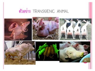 Genetic engineering แก้ไข60