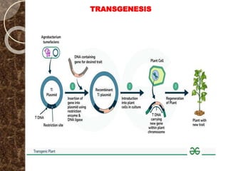 TRANSGENESIS
 