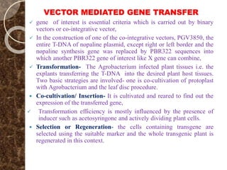 VECTOR MEDIATED GENE TRANSFER
 gene of interest is essential criteria which is carried out by binary
vectors or co-integrative vector,
 In the construction of one of the co-integrative vectors, PGV3850, the
entire T-DNA of nopaline plasmid, except right or left border and the
nopaline synthesis gene was replaced by PBR322 sequences into
which another PBR322 gene of interest like X gene can combine,
 Transformation- The Agrobacterium infected plant tissues i.e. the
explants transferring the T-DNA into the desired plant host tissues.
Two basic strategies are involved- one is co-cultivation of protoplast
with Agrobacterium and the leaf disc procedure.
 Co-cultivation/ Insertion- It is cultivated and reared to find out the
expression of the transferred gene,
 Transformation efficiency is mostly influenced by the presence of
inducer such as acetosyringone and actively dividing plant cells.
 Selection or Regeneration- the cells containing transgene are
selected using the suitable marker and the whole transgenic plant is
regenerated in this context.
 