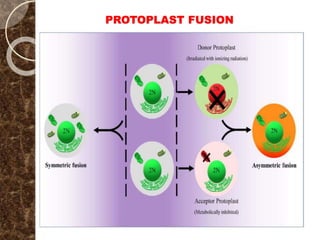 PROTOPLAST FUSION
 