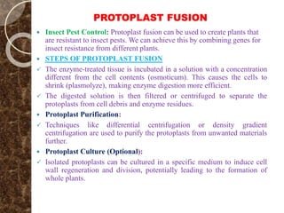 PROTOPLAST FUSION
 Insect Pest Control: Protoplast fusion can be used to create plants that
are resistant to insect pests. We can achieve this by combining genes for
insect resistance from different plants.
 STEPS OF PROTOPLAST FUSION
 The enzyme-treated tissue is incubated in a solution with a concentration
different from the cell contents (osmoticum). This causes the cells to
shrink (plasmolyze), making enzyme digestion more efficient.
 The digested solution is then filtered or centrifuged to separate the
protoplasts from cell debris and enzyme residues.
 Protoplast Purification:
 Techniques like differential centrifugation or density gradient
centrifugation are used to purify the protoplasts from unwanted materials
further.
 Protoplast Culture (Optional):
 Isolated protoplasts can be cultured in a specific medium to induce cell
wall regeneration and division, potentially leading to the formation of
whole plants.
 